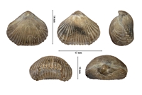 Cyclotyris gibbsiana